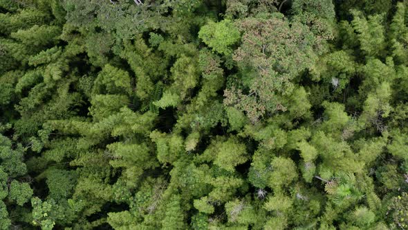 Aerial top view of a bamboo forest with a few large trees and palm trees