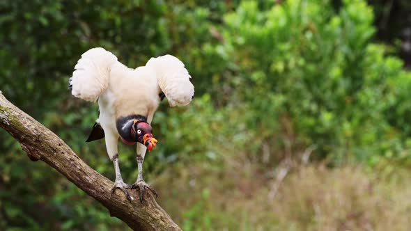 King Vulture (sarcoramphus papa), a Large Costa Rica Bird, Wildlife at Boca Tapada, Perched on a Bra