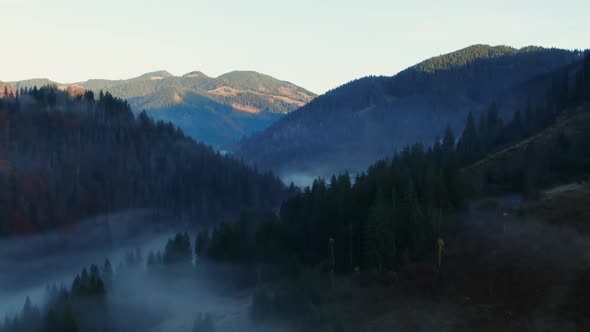 Dark Forest with Coniferous Trees Growing in Hilly Terrain Misty Morning in Nature