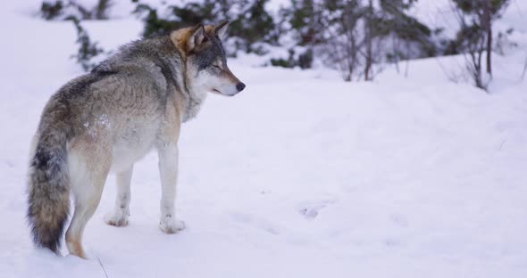 Sad Looking and Large Wolf in Frosty Winter Forest