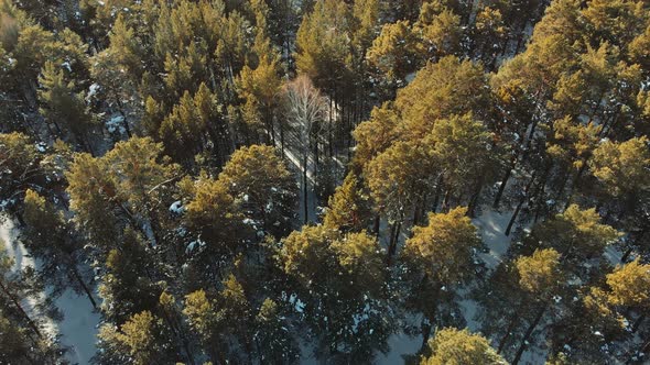 Aerial Shot. Flight Ower Snowy Winter Forest. Low Flight over the Forest in Winter in the Mountains