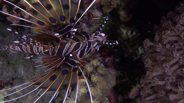 Close up of Spotfin Lionfish (Pterois Antennata) filmed from top on coral reef at night.