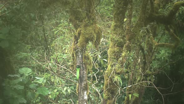 Male Resplendent Quetzal (pharomachrus mocinno) in Rainforest, Flying Returning to its Birds Nest in