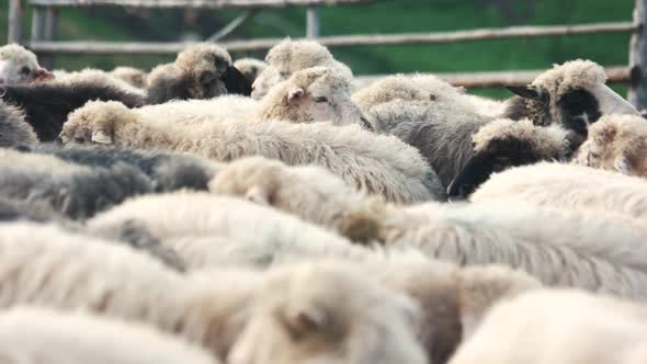 Herd of Sheep on Pasture Close Up