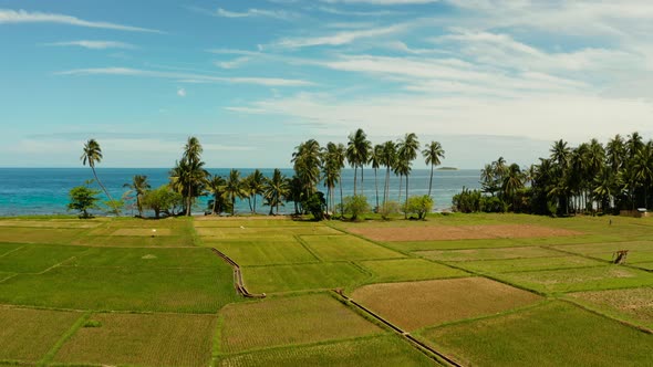 Tropical Landscape, Rice Fields and the Sea Camiguin, Philippines