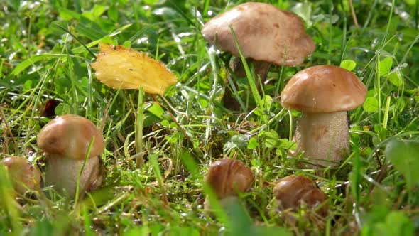 Panorama of the Light Summer Rain Dropping on the Small Beautiful Mushrooms