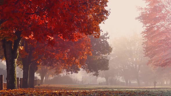 Fall Trees In The Park At Sunrise