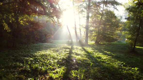 Aerial Drone View Sun Shines Among Green Trees on Summer Morning in Forest