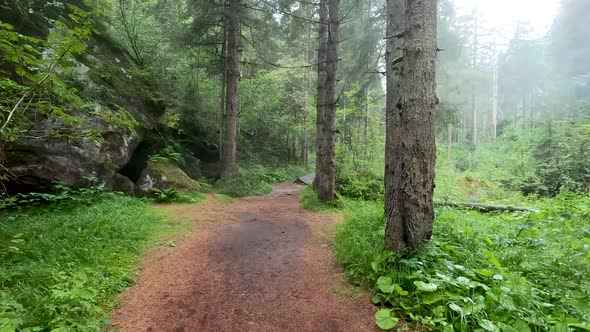 Forest meadow point of view walking on Sunnyside  in Woody Creek neighborhood in morning of summer w