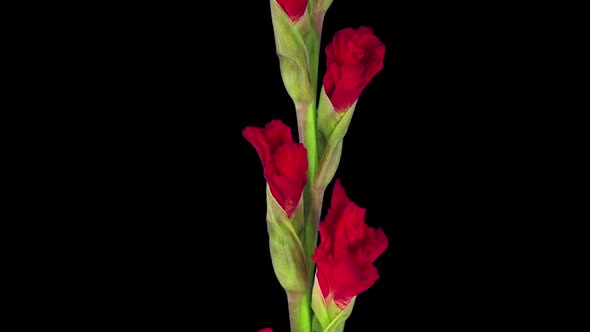 Time-lapse of opening red gladiolus flower