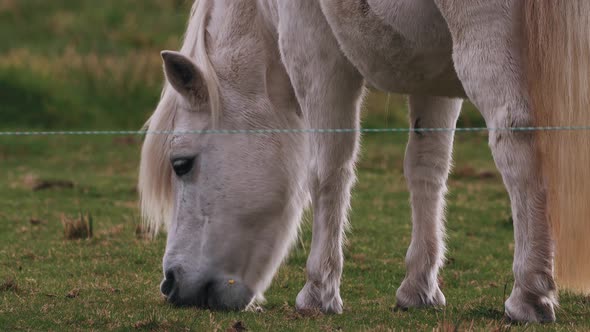 White Pony Eating Grass On The Ranch. - close up shot