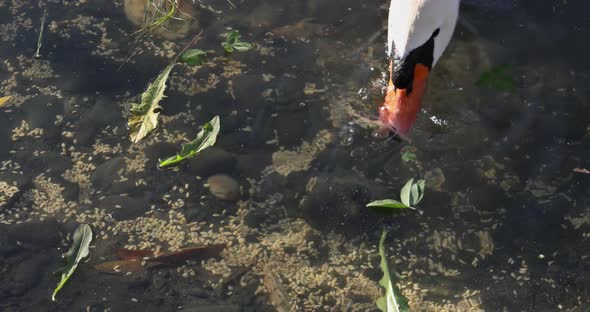 Graceful Swan on Swimming in the Lake Water