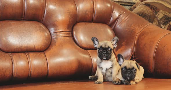 Two Young French Bulldog Dog Puppy Puppies Sitting On Red Sofa Indoor