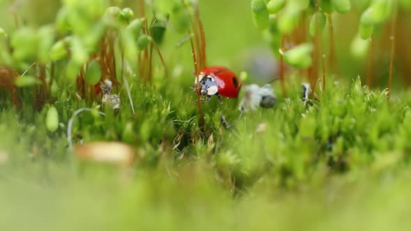 Close-up Wildlife of a Ladybug in the Green Grass in the Forest