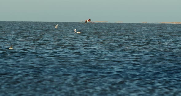 Beautiful flamingo is flying over the Atlantic ocean waters near Walvis Bay, 4k