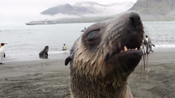 Fur Seal Playing on the Beach in South Georgia