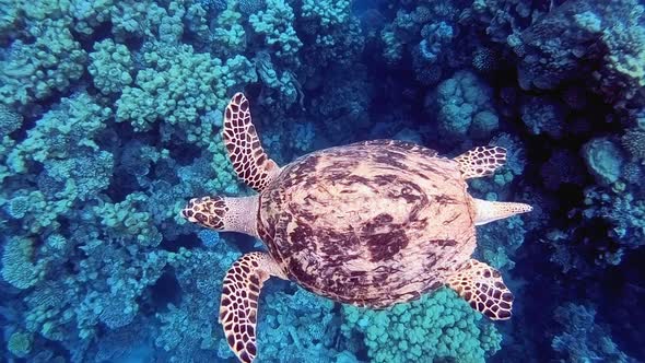 Sea Turtle Swimming