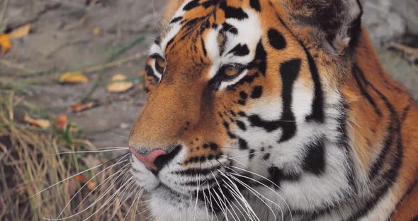 Siberian Tiger Close Up. The Siberian Tiger Was Also Called Amur Tiger, Manchurian Tiger, Korean