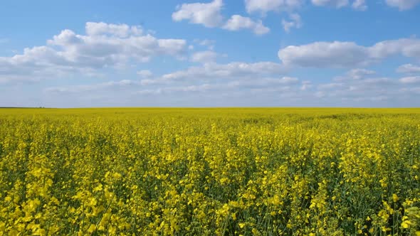 Time Lapse of Beautiful Rapeseed Flowers Against the Bluet Vitch Witte Clouds