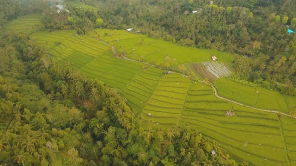 Terrace Rice Fields BaliIndonesia alt
