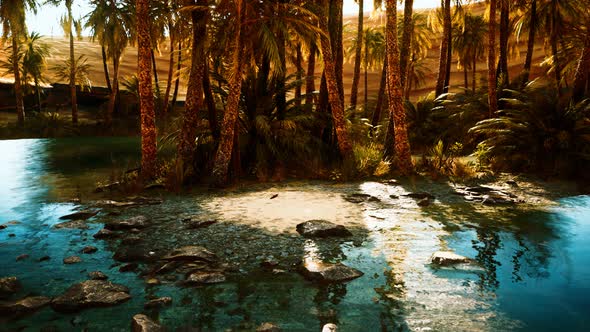 Palm Trees in Sahara Desert