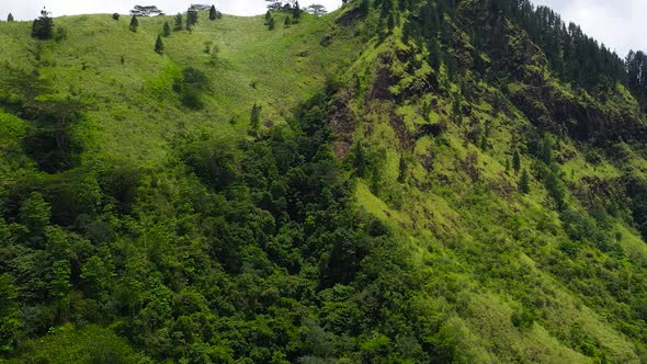 Aerial View of Fresh Green Foliage Tropical Plants and Trees Covers Mountains and Ravine