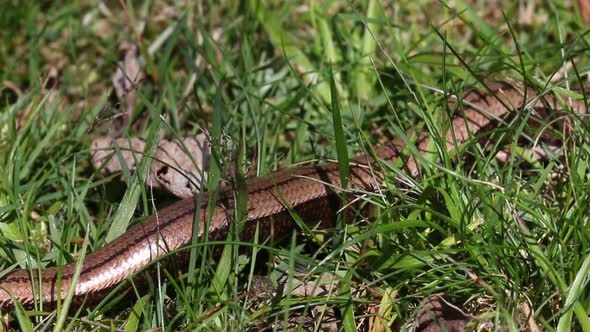 Slow Worm Anguis fragalis. Adult moving through grass. Staffordshire. British Isles