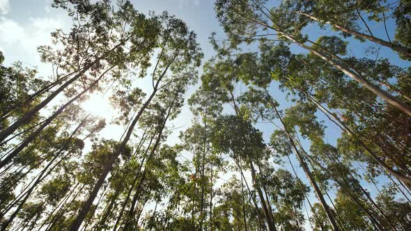 Eucalyptus Forest Near the City of Munar