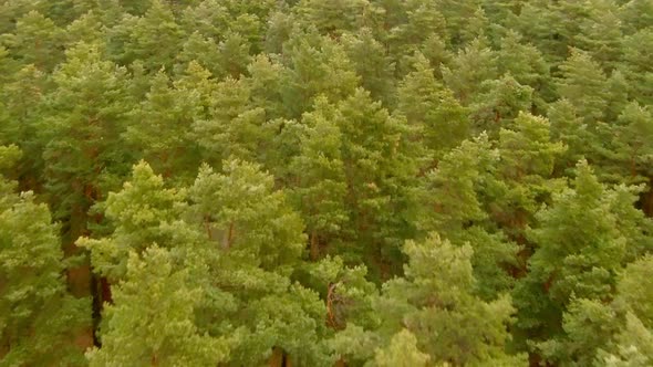 Green Forest Top Down View From Above