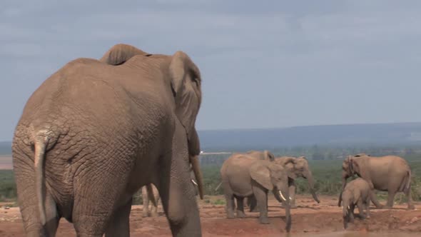 Big African Elephant 