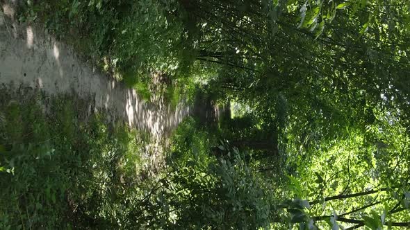 Vertical Video of Green Forest By Day