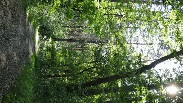 Vertical Video Aerial View Inside a Green Forest with Trees in Summer