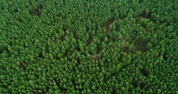 Drone Landscape View Forest Reservation Nature