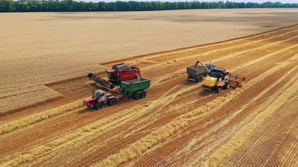 Two harvesters on the field working. Combines and tractors working on the large wheat field