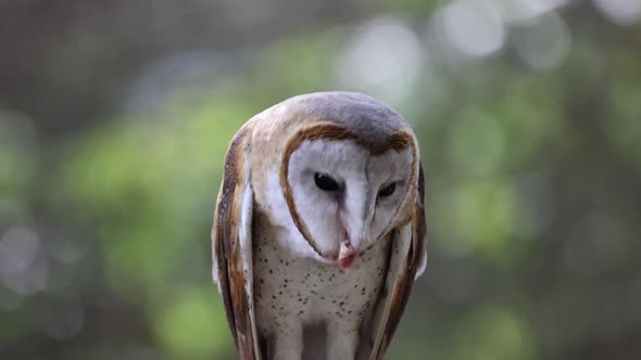 Close up Barn Owl eat. Blur background