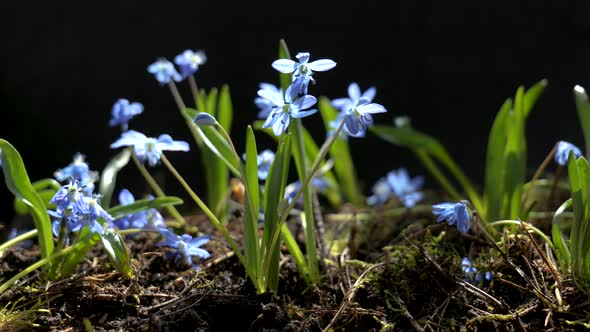 Beautiful Blooming Blue Flowers in Spring