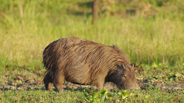 Hungry capybara, hydrochoerus hydrochaeris grazing across the grassy field and feasting on the surro