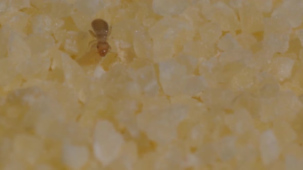 Tiny Beetles in Semolina. Macro Footage with Insects in Food.