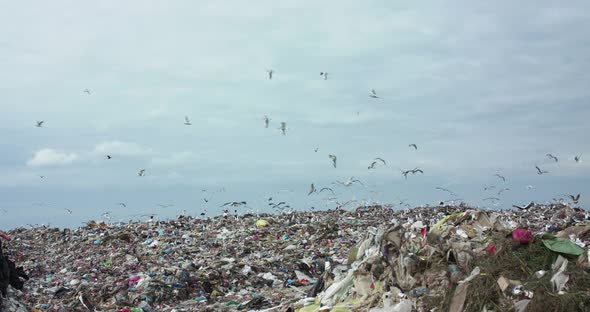 Background of Stork Flock Flying Above Waste Dump on Bright Sky Horizon