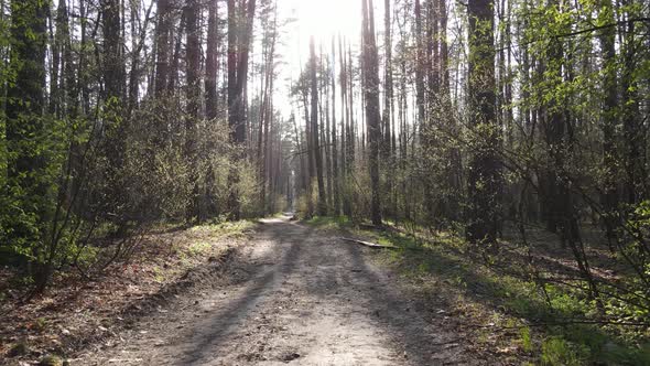 Aerial View of the Road Inside the Forest