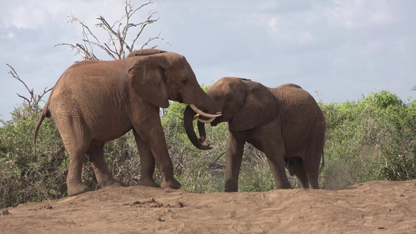 Safari in Kenya and Tanzania. Elephants in an African savanna.