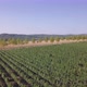 Aerial Flight Over Beautiful Vineyard Landscape.  - VideoHive Item for Sale