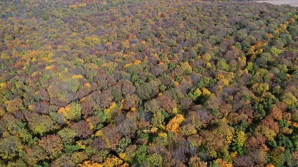 Autumn forest aerial drone view