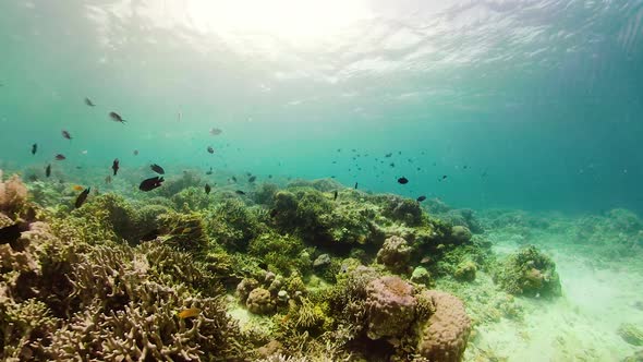 Coral Reef and Tropical Fish Underwater. Camiguin, Philippines