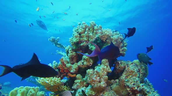 Underwater Sea Fish Tropical Reef