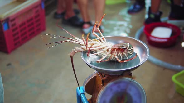 Slow motion shots of spiny lobster on the scales for sale at night seafood market