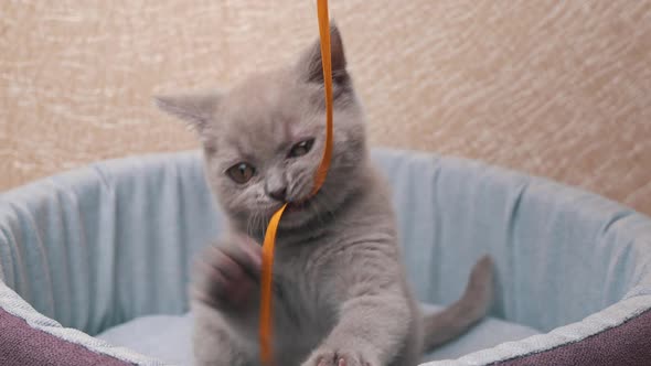 Scottish Straighteared Gray Kitten Plays with a Ribbon in His Bed