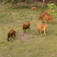 Cow herd in a green India farmland 4k aerial drone  - VideoHive Item for Sale
