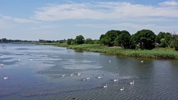 White swans in water. Aerial view of beautiful water with swans