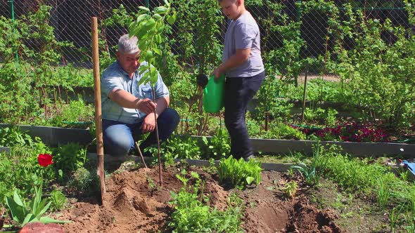 The Boy is Watering a Young Seedling the Father is Holding the Trunk